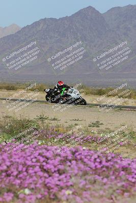 media/Feb-04-2023-SoCal Trackdays (Sat) [[8a776bf2c3]]/Turn 15 Inside Blooming (1050am)/